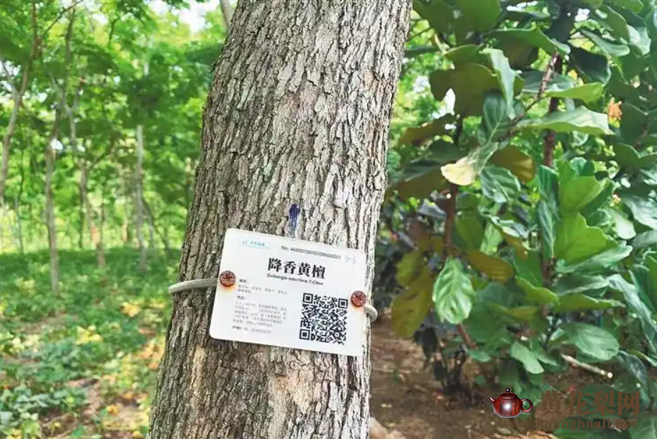 “世界花梨看中国，中国花梨在海南，海南花梨数东方。